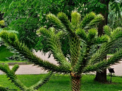 Araucaria araucana - blahočet čilský